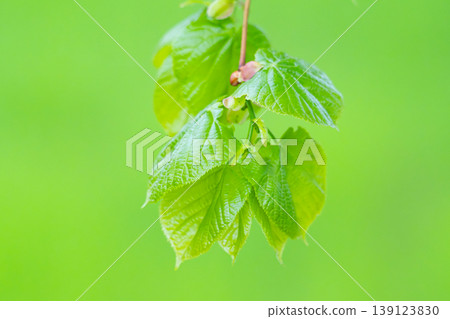 Young green fresh leaves of linden on a light background Young green fresh leaves of linden on a light background 139123830