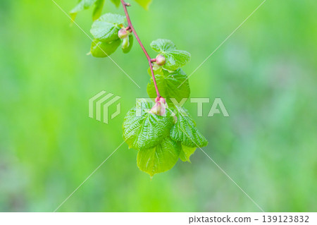 Young green fresh leaves of linden on a light background Young green fresh leaves of linden on a light background 139123832
