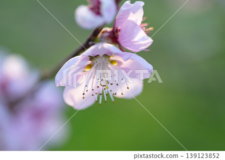 bright pink and white flowers on trees, blooming, spring landscape bright pink and white flowers on trees, blooming, spring landscape 139123852