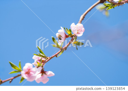 bright pink and white flowers on trees, blooming, spring landscape bright pink and white flowers on trees, blooming, spring landscape 139123854