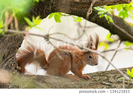 Closeup shot of the brown squirrel on the tree Closeup shot of the brown squirrel on the tree 139123855