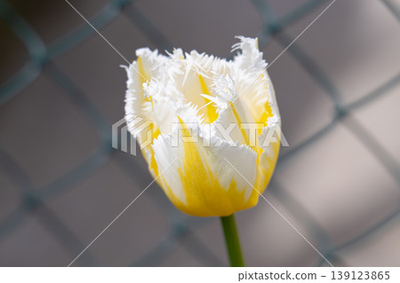 Various tulips Various tulips 139123865