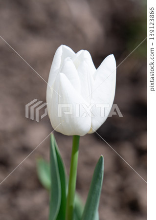 Various tulips Various tulips 139123866