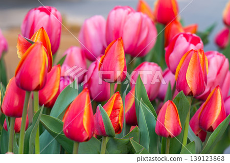 Various tulips 139123868