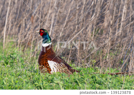 Wild pheasant Wild pheasant 139123878