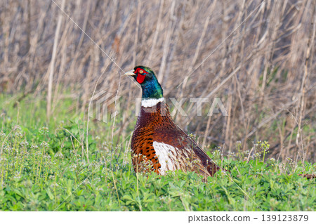 Wild pheasant Wild pheasant 139123879