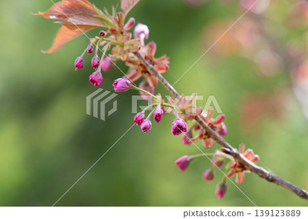 Branch of the blossoming Oriental cherry 139123889