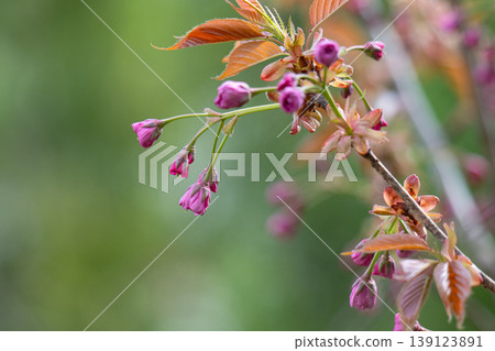 Branch of the blossoming Oriental cherry Branch of the blossoming Oriental cherry 139123891