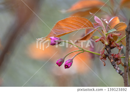 Branch of the blossoming Oriental cherry Branch of the blossoming Oriental cherry 139123892