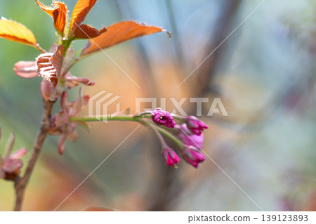 Branch of the blossoming Oriental cherry Branch of the blossoming Oriental cherry 139123893
