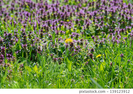 Excellent purple blossom of Lamium purpureum (purple dead-nettle or purple archangel ) between green grass 139123912
