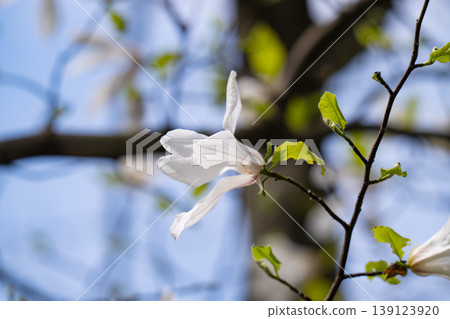 Beautiful white delicate magnolia flower. Blooming magnolia tree in the spring. Beautiful close up magnolia flower. 139123920