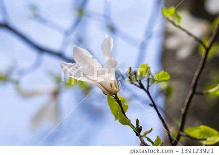 Beautiful white delicate magnolia flower. Blooming magnolia tree in the spring. Beautiful close up magnolia flower. Beautiful white delicate magnolia flower. Blooming magnolia tree in the spring. Beautiful close up magnolia flower. 139123921
