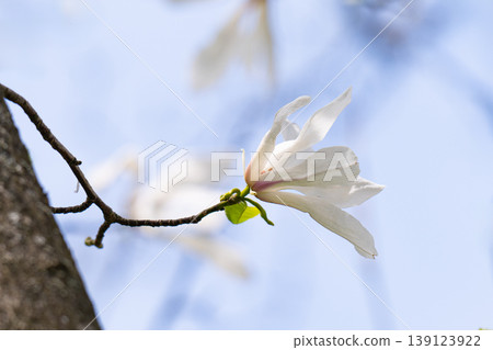 Beautiful white delicate magnolia flower. Blooming magnolia tree in the spring. Beautiful close up magnolia flower. Beautiful white delicate magnolia flower. Blooming magnolia tree in the spring. Beautiful close up magnolia flower. 139123922