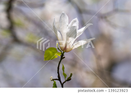 Beautiful white delicate magnolia flower. Blooming magnolia tree in the spring. Beautiful close up magnolia flower. 139123923