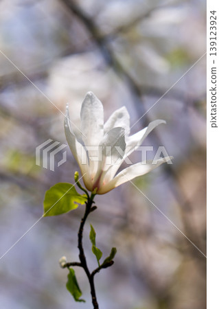 Beautiful white delicate magnolia flower. Blooming magnolia tree in the spring. Beautiful close up magnolia flower. Beautiful white delicate magnolia flower. Blooming magnolia tree in the spring. Beautiful close up magnolia flower. 139123924