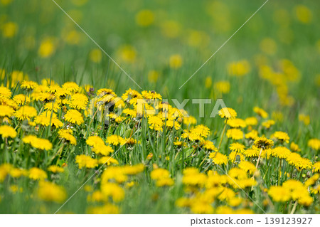Yellow dandelion and grass Yellow dandelion and grass 139123927