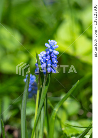Beautiful muscaris blooming in field. Beautiful muscaris blooming in field. 139123930