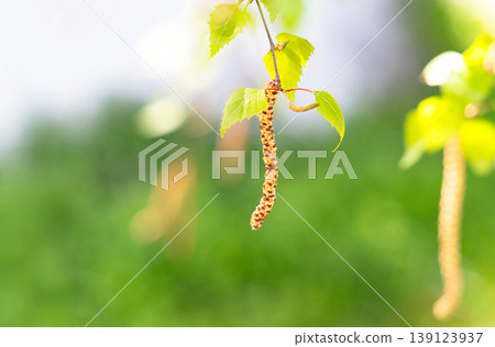Twig with seed and leaves of a silver birch tree Twig with seed and leaves of a silver birch tree 139123937