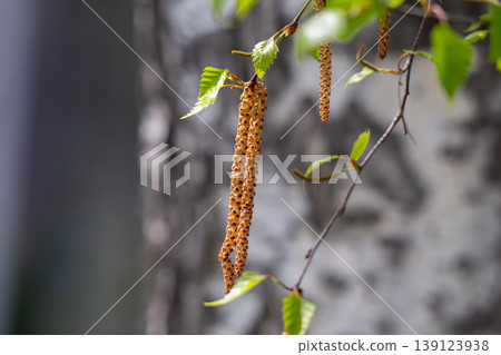 Twig with seed and leaves of a silver birch tree Twig with seed and leaves of a silver birch tree 139123938