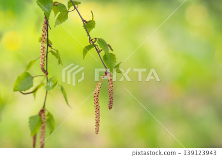 Twig with seed and leaves of a silver birch tree 139123943