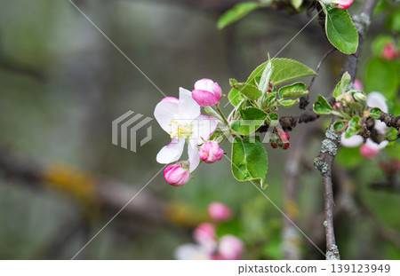 Apple blossom on an apple tree in a domestic garden Apple blossom on an apple tree in a domestic garden 139123949