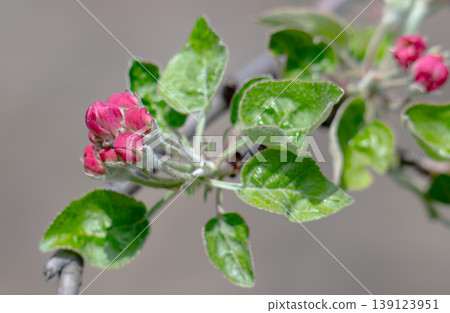 Apple blossom on an apple tree in a domestic garden Apple blossom on an apple tree in a domestic garden 139123951