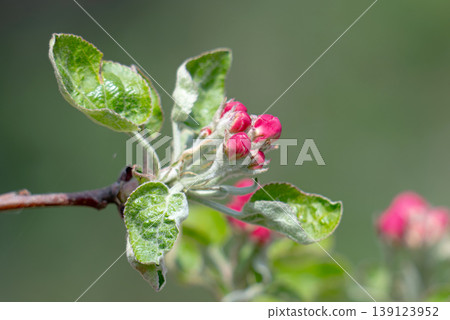 Apple blossom on an apple tree in a domestic garden 139123952