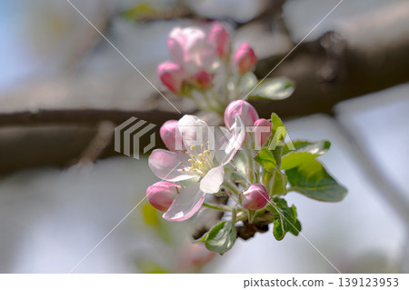 Apple blossom on an apple tree in a domestic garden Apple blossom on an apple tree in a domestic garden 139123953