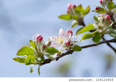 Apple blossom on an apple tree in a domestic garden 139123954