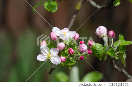 Apple blossom on an apple tree in a domestic garden Apple blossom on an apple tree in a domestic garden 139123961