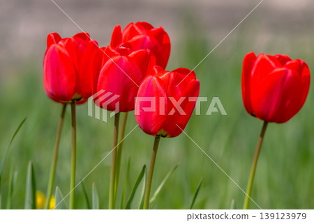 Various tulips Various tulips 139123979
