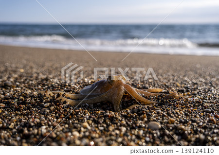 Little octopus washed ashore on beach sand. Marine octopus on sunny beach sand. Little octopus washed ashore on beach sand. Marine octopus on sunny beach sand. 139124110