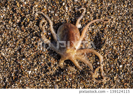 Little octopus washed ashore on beach sand. Marine octopus on sunny beach sand. Little octopus washed ashore on beach sand. Marine octopus on sunny beach sand. 139124115
