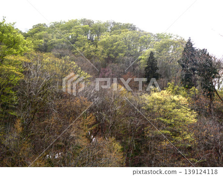 秋田縣和青森縣交界處的晚春時節,日本楓樹(Acer pictum)的葉子異常光滑,這是楓樹品種中罕見的現象,此外還有闊葉樹正在發芽。 秋田縣和青森縣交界處的晚春時節,日本楓樹(Acer pictum)的葉子異常光滑,這是楓樹品種中罕見的現象,此外還有闊葉樹正在發芽。 139124118