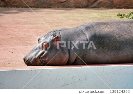 Hippopotamus Hippopotamus 139124263