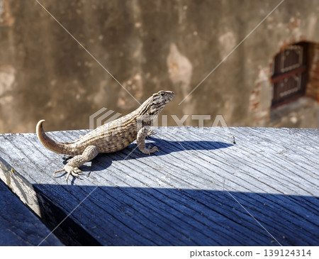 beautiful lizard beautiful lizard 139124314