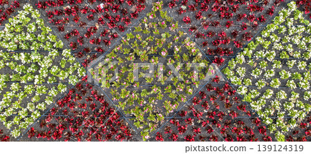 flowers arranged in a garden 139124319