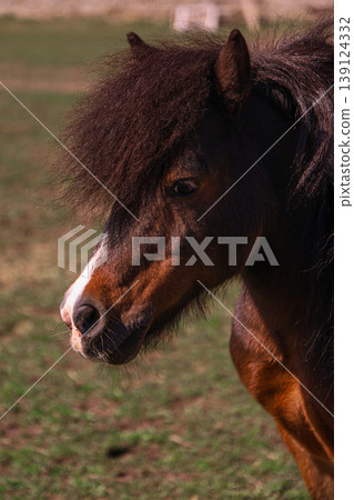 Close-up profile of a shaggy brown pony in a natural field Close-up profile of a shaggy brown pony in a natural field 139124332