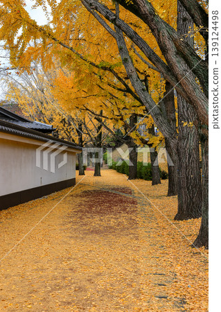 Beautiful Alley, pedestrian path along the ginkgo tree in garden during autumn. Beautiful Alley, pedestrian path along the ginkgo tree in garden during autumn. 139124498