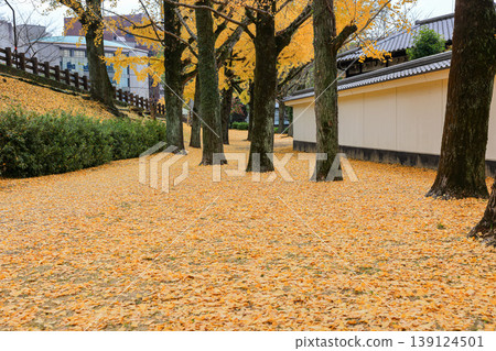 Beautiful Alley, pedestrian path along the ginkgo tree in garden during autumn. Beautiful Alley, pedestrian path along the ginkgo tree in garden during autumn. 139124501