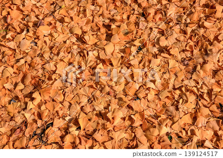 Ginkgo, Autumn leaves on ground in beautiful park, Fall season. Beautiful Autumn scenery in Japan. Ginkgo, Autumn leaves on ground in beautiful park, Fall season. Beautiful Autumn scenery in Japan. 139124517