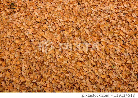 Ginkgo, Autumn leaves on ground in beautiful park, Fall season. Beautiful Autumn scenery in Japan. Ginkgo, Autumn leaves on ground in beautiful park, Fall season. Beautiful Autumn scenery in Japan. 139124518