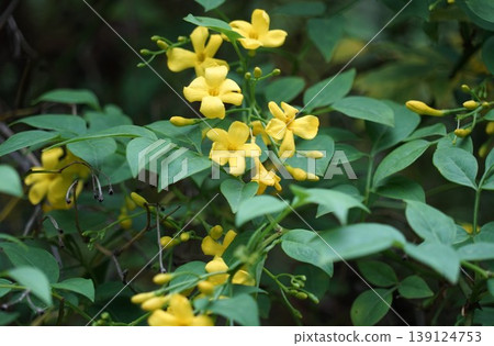 Yellow flower of yellow Yellow flower of yellow 139124753