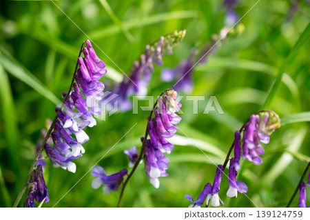 春天,河岸邊盛開著紫花野豌豆(Vicia cracca)。 春天,河岸邊盛開著紫花野豌豆(Vicia cracca)。 139124759
