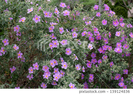 Cistus albidus or grey leaved cistus mass blooming pink shrubs Cistus albidus or grey leaved cistus mass blooming pink shrubs 139124836