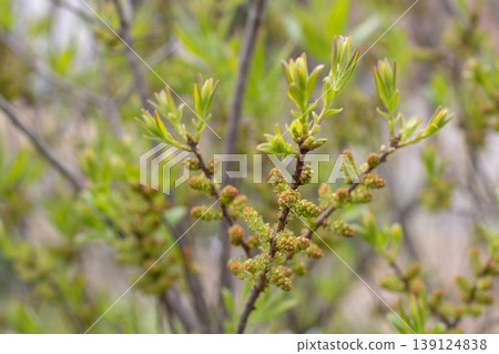 Myrica pensylvanica, northern bayberry or Morella pensylvanica spring buds and young leaves Myrica pensylvanica, northern bayberry or Morella pensylvanica spring buds and young leaves 139124838