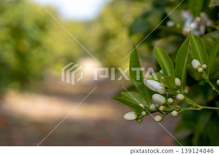 Orange tree branch with white buds in sunlit orchard path. Soft blurred background 139124846