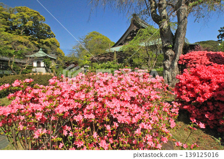 Azalea Azalea 139125016