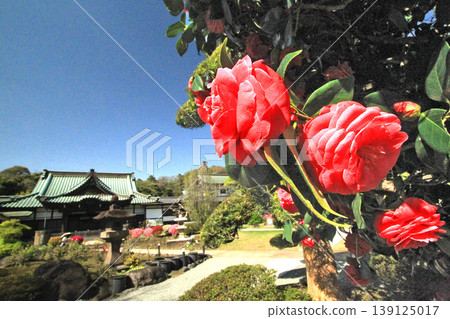 Camellia Camellia 139125017